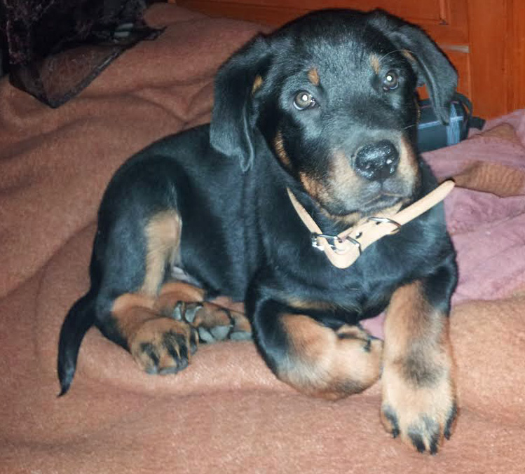 domainedelalicorne.fr Elevage de beauceron chiot beauceron pure race élevage du clos de la licorne elevage des gardiens de la licorne elevage beauceron noir et feu authentique gros gabarits élevage de Beauceron familial sérieux et qualité domainedelalicorne.fr suivi des chiots conseil d’éducation chiot propre bas rouge santé caractère spécialiste du beauceron noir et feu ou arlequin chien rustique berger de France  nos chiots sont élevés avec amour et attention notre passion au service de la qualité Beauceron de qualité et sportif domaine de la licorne 04380 BARRAS élevage en liberté éleveur berger de beauce élevage de beauceron de travail 